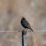 Pampas Meadowlark (image by Paul McLelland)