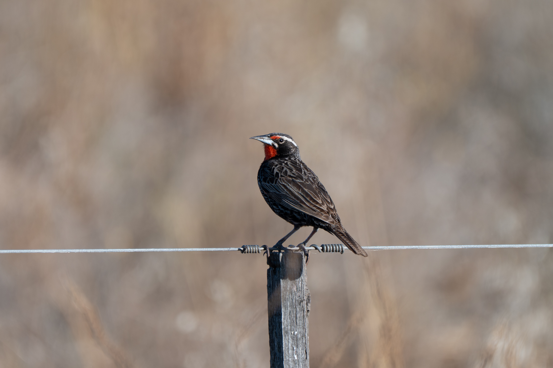 Pampas Meadowlark (image by Paul McLelland)