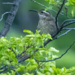Patagonian Forest Earthcreeper (image by Loukia Triantafyllis)