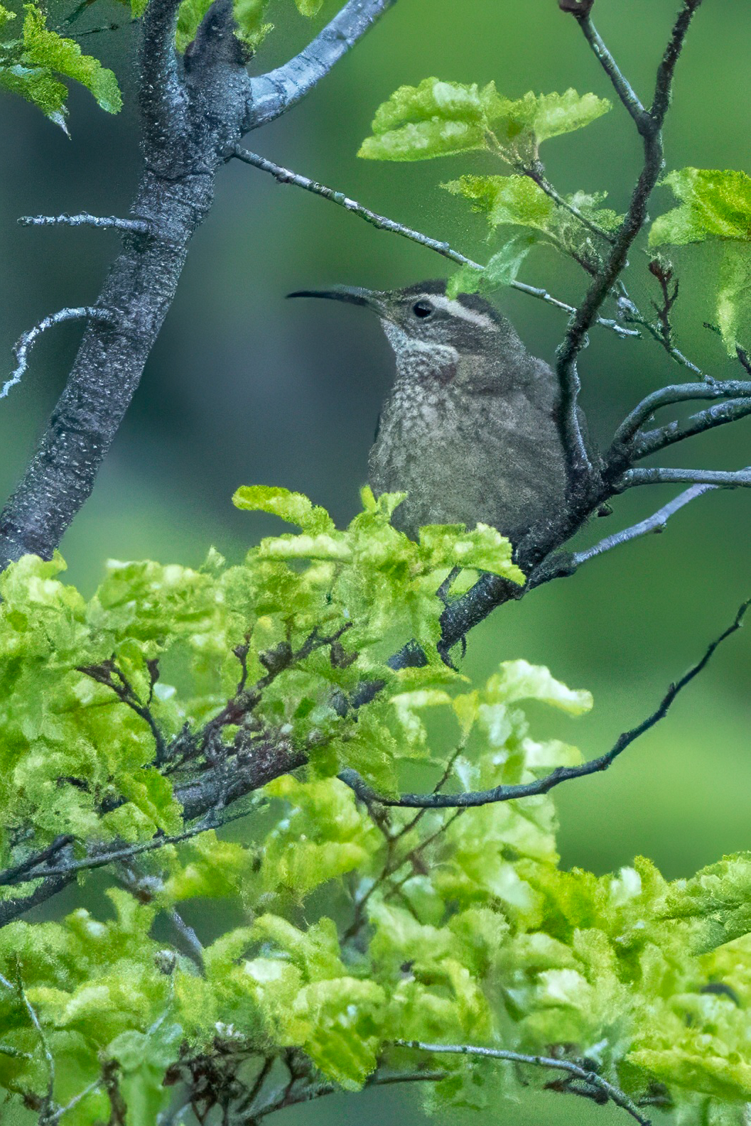 Patagonian Forest Earthcreeper (image by Loukia Triantafyllis)