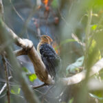 Pavonine Cuckoo (image by Johannes Ferdinand)