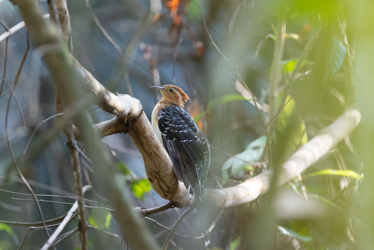 Pavonine Cuckoo (image by Johannes Ferdinand)