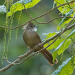 Penan Bulbul (image by Andre Ambrose D'Penha)