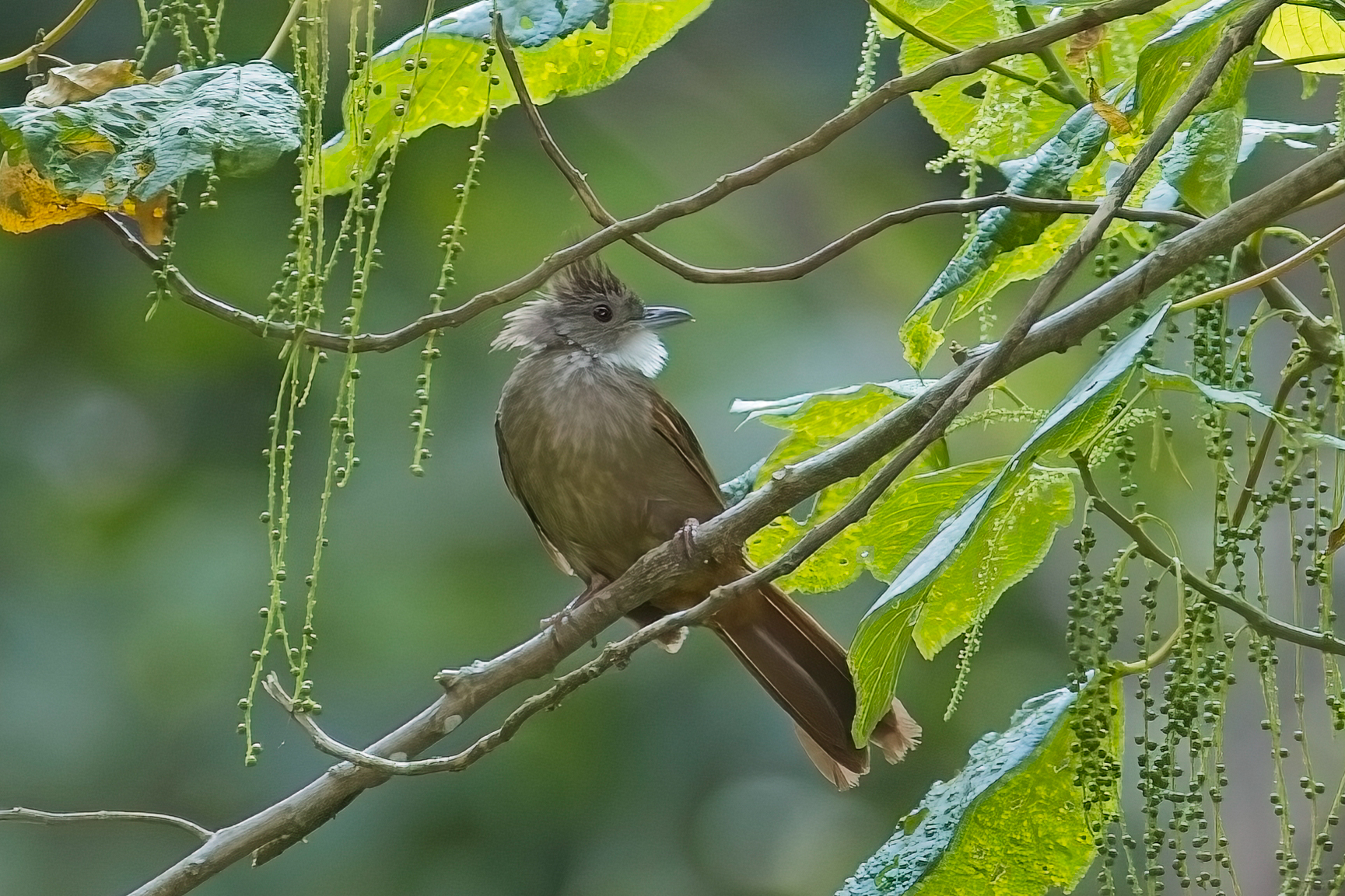 Penan Bulbul (image by Andre Ambrose D'Penha)