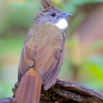 Penan Bulbul (image by Andre Ambrose D'Penha)