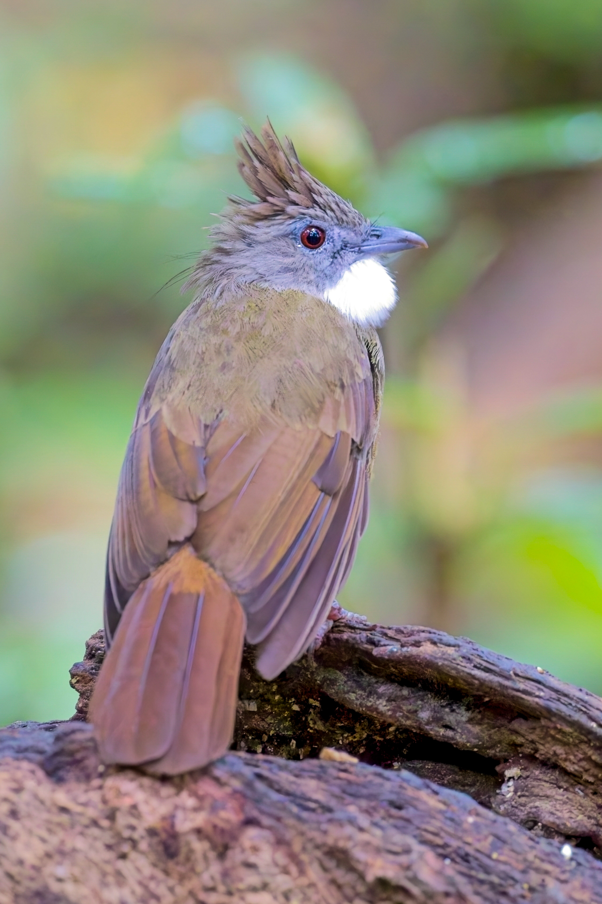Penan Bulbul (image by Andre Ambrose D'Penha)