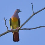 Pink-necked Green Pigeon (image by Andre Ambrose D'Penha)