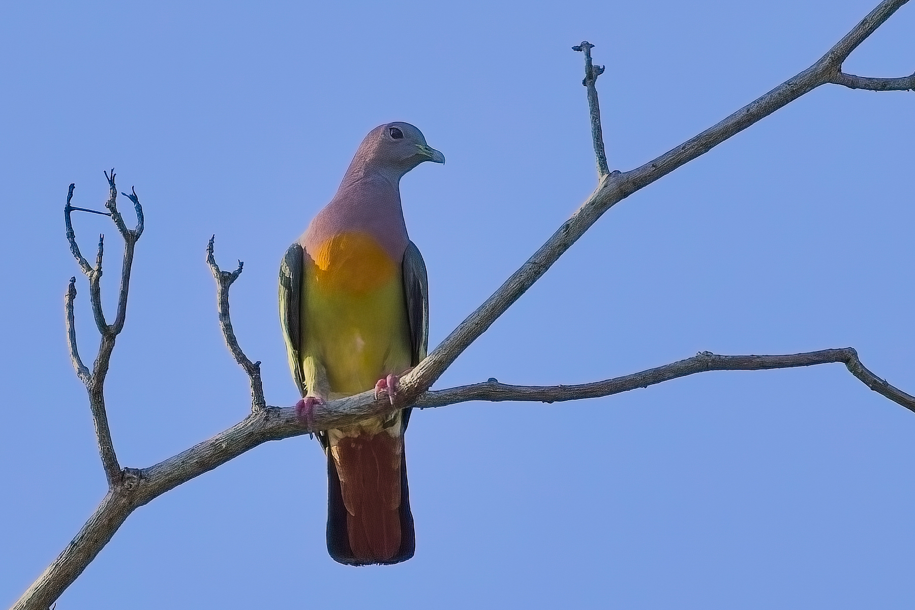 Pink-necked Green Pigeon (image by Andre Ambrose D'Penha)