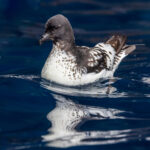 Pintado Petrel (image by Nik Borrow)