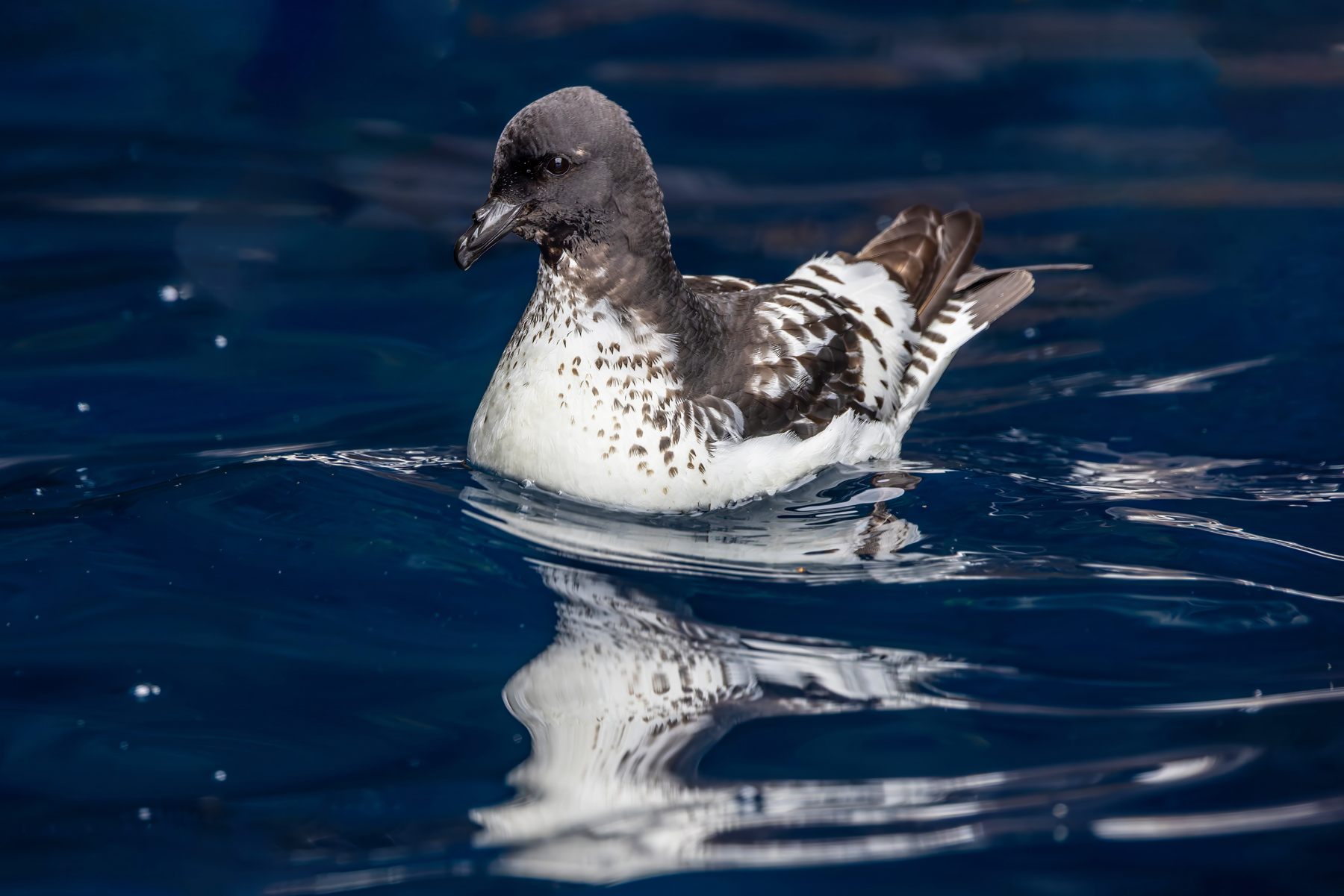 Pintado Petrel (image by Nik Borrow)