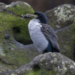 Pitt Shag (image by Nik Borrow)