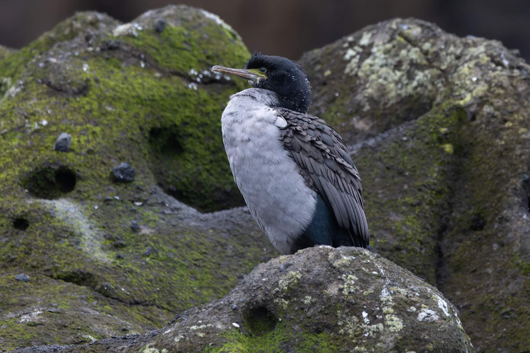 Pitt Shag (image by Nik Borrow)