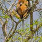 Prosbosic Monkey (image by Andre Ambrose D'Penha)