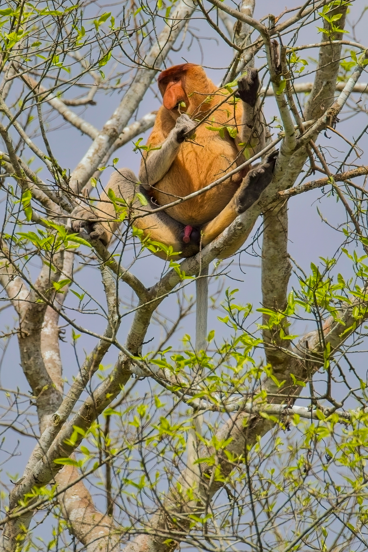Prosbosic Monkey (image by Andre Ambrose D'Penha)