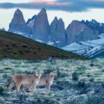 Pumas (image by Petros Triantafyllis)