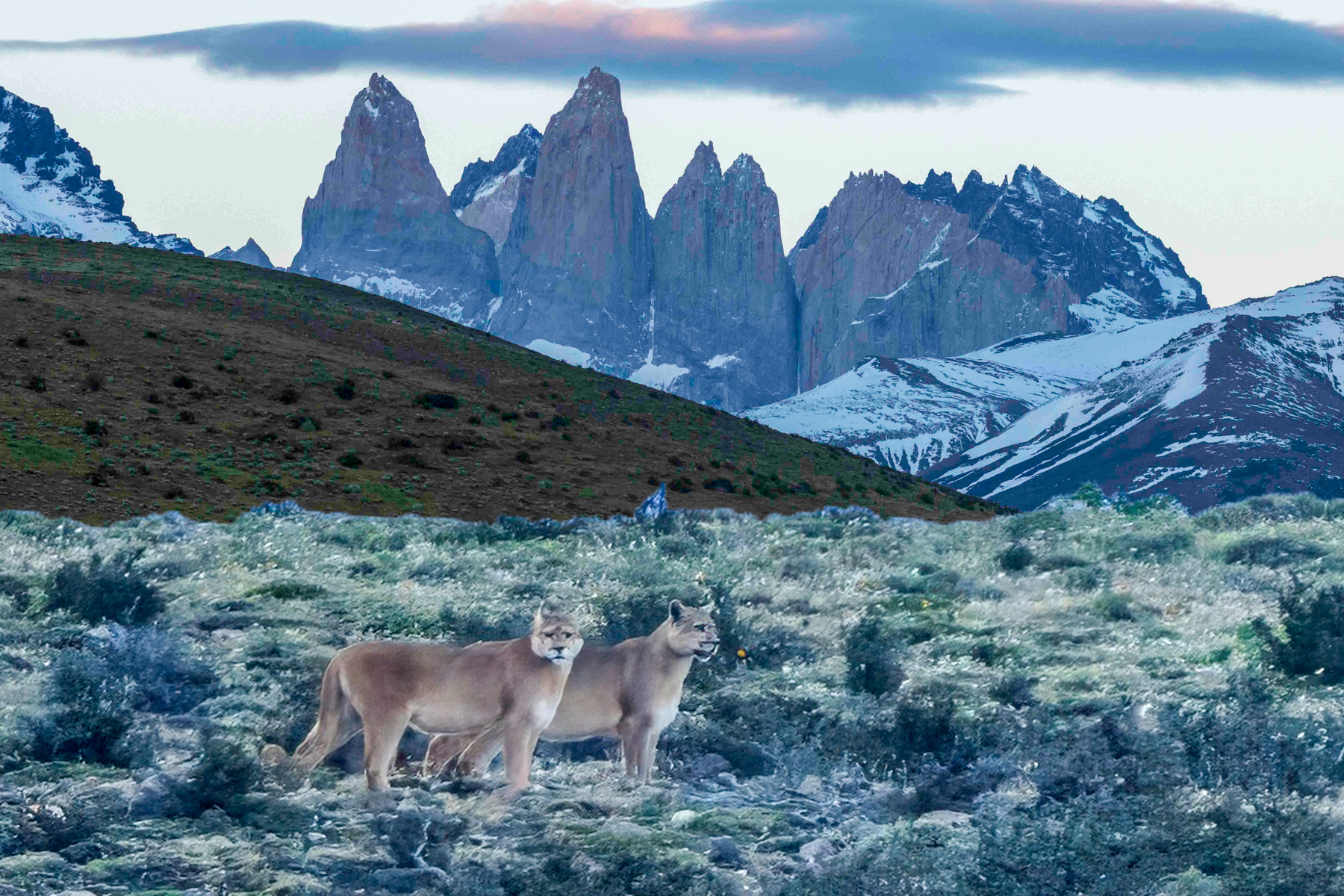Pumas (image by Petros Triantafyllis)