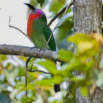 Red-bearded Bee-eater (image by Andre Ambrose D'Penha)