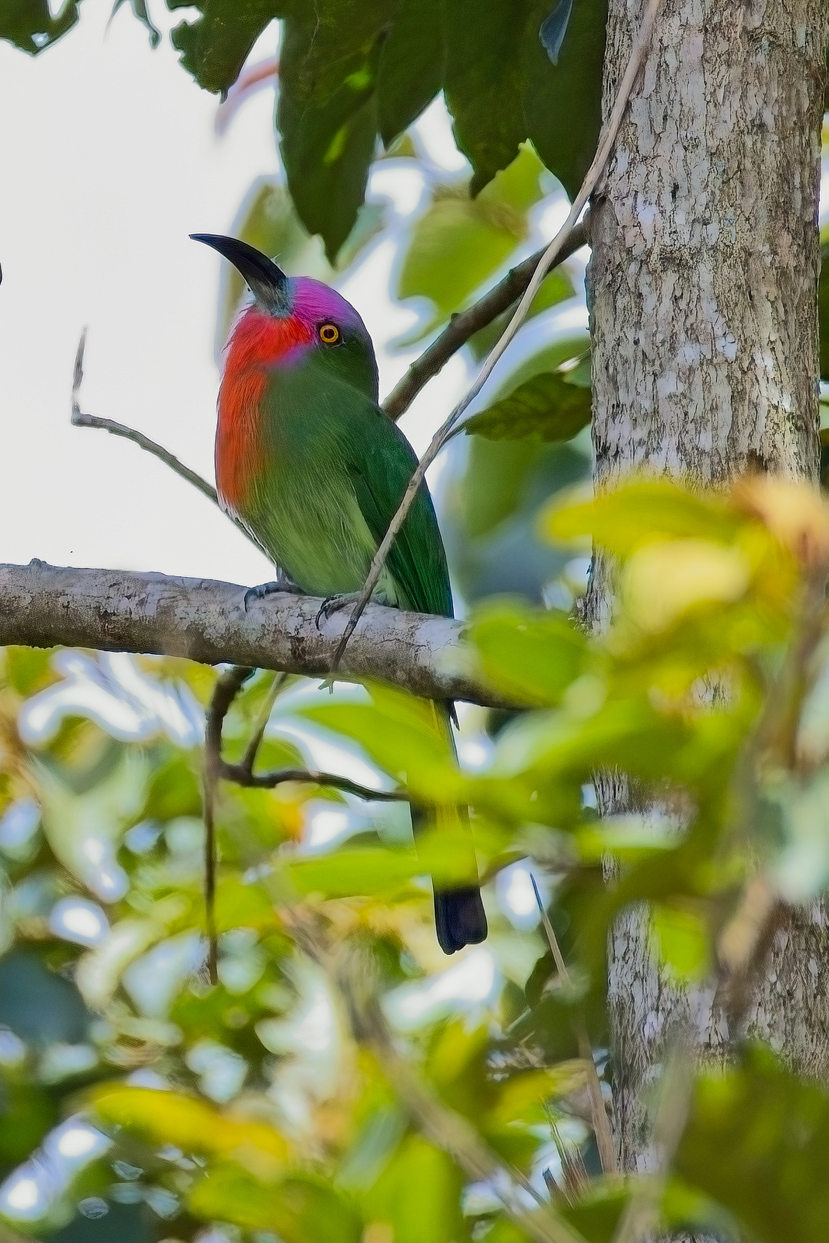 Red-bearded Bee-eater (image by Andre Ambrose D'Penha)