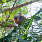 Red-bellied Titi (image by Leo Garrigues)