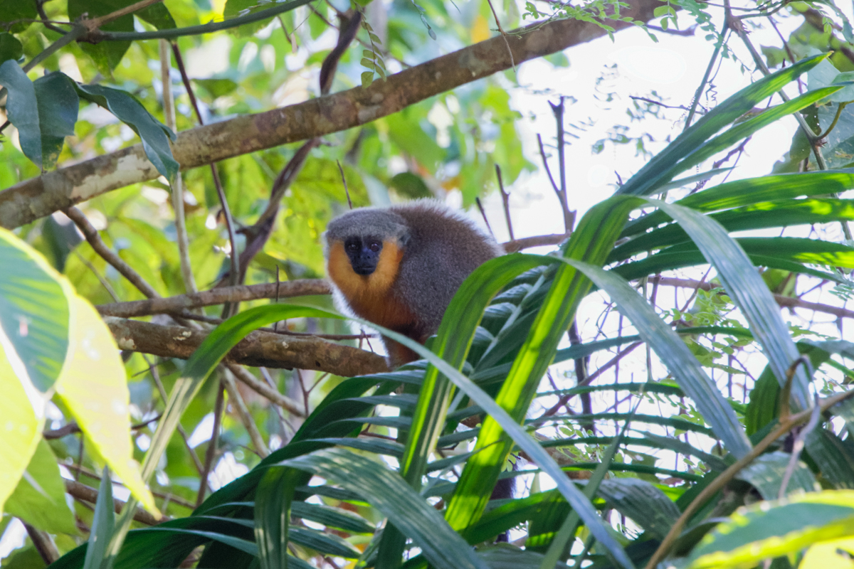Red-bellied Titi (image by Leo Garrigues)