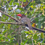 Red-billed Dwarf Hornbill (image by Pete Morris)