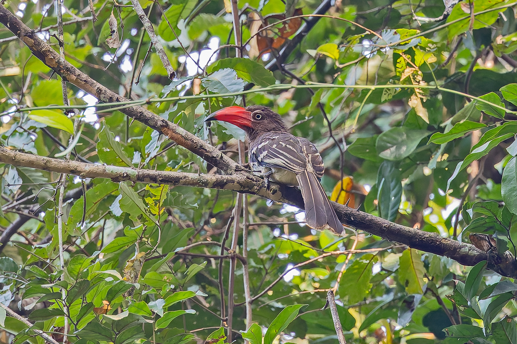 Red-billed Dwarf Hornbill (image by Pete Morris)