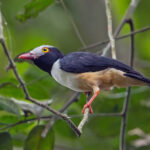 Red-billed Helmetshrike (image by Pete Morris)