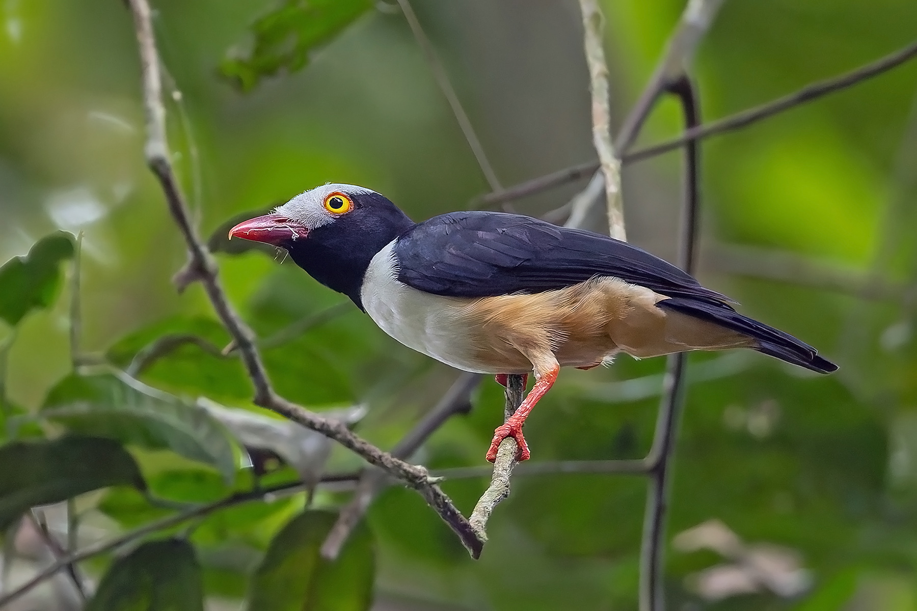 Red-billed Helmetshrike (image by Pete Morris)