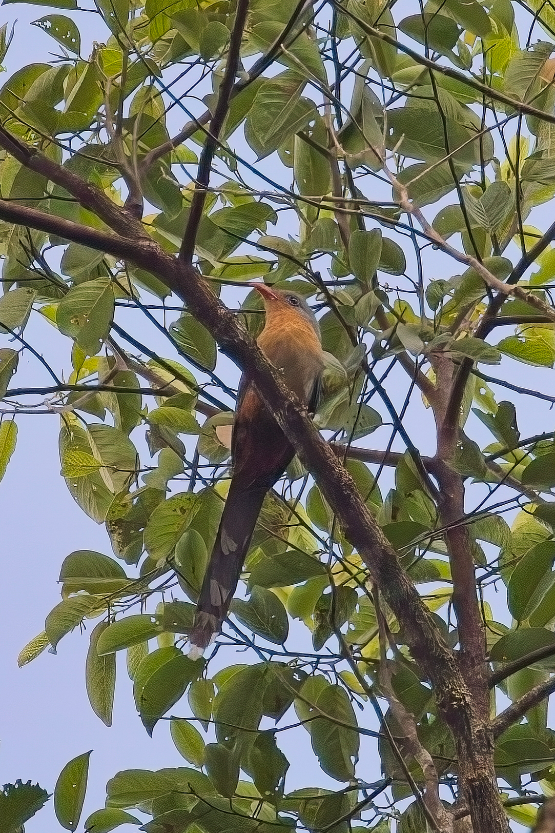 Red-billed Malkoha (image by Andre Ambrose D'Penha)