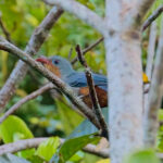 Red-billed Malkoha (image by Andre Ambrose D'Penha)