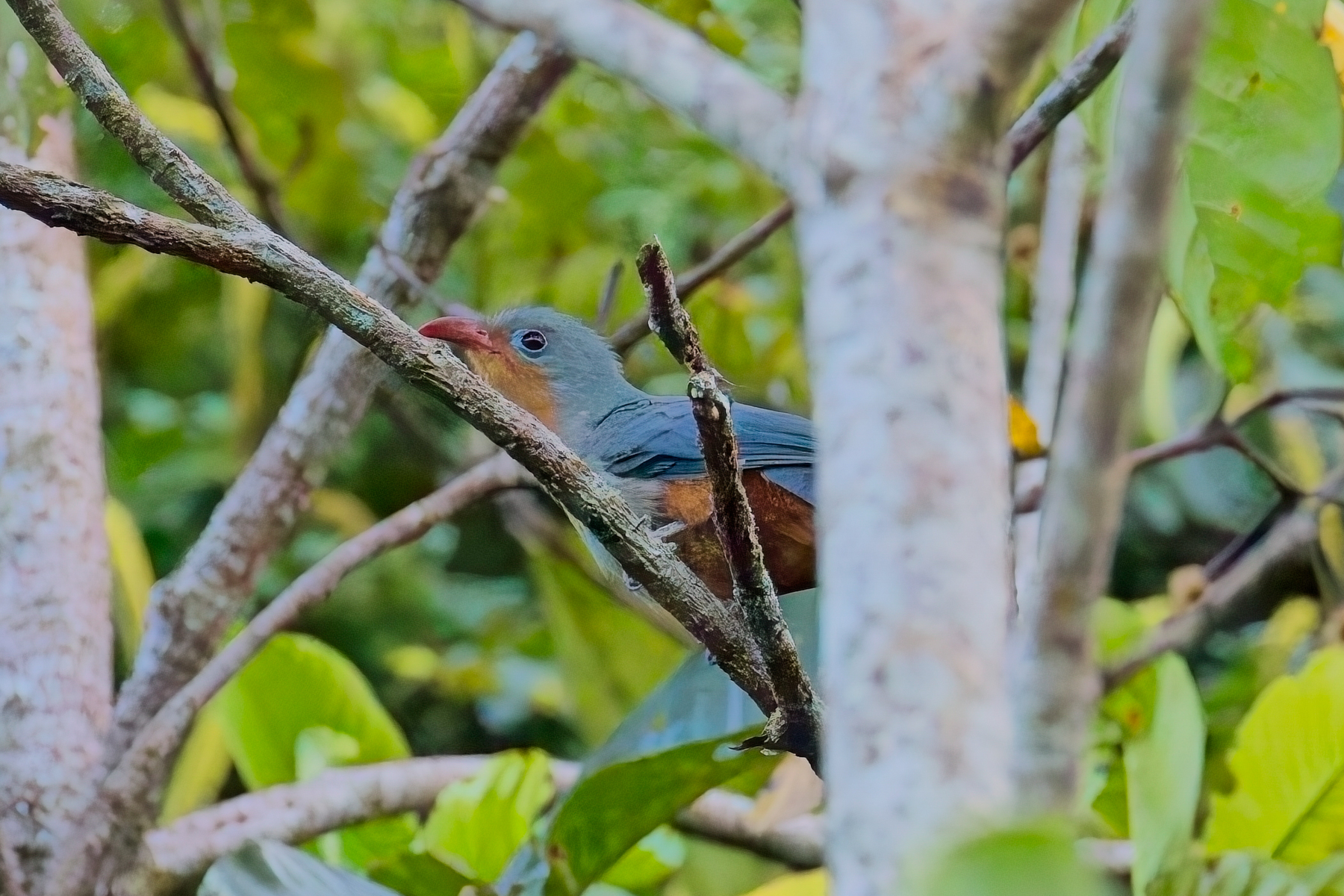 Red-billed Malkoha (image by Andre Ambrose D'Penha)