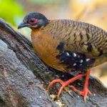 Red-breasted Partridge (image by Andre Ambrose D'Penha)