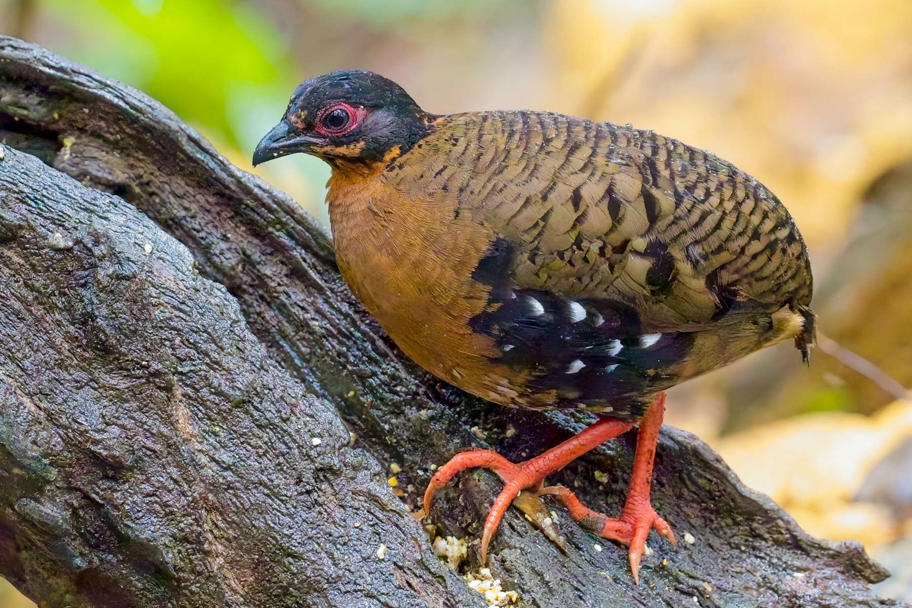 Red-breasted Partridge (image by Andre Ambrose D'Penha)