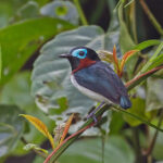 Red-cheeked Wattle-eye (image by Pete Morris)