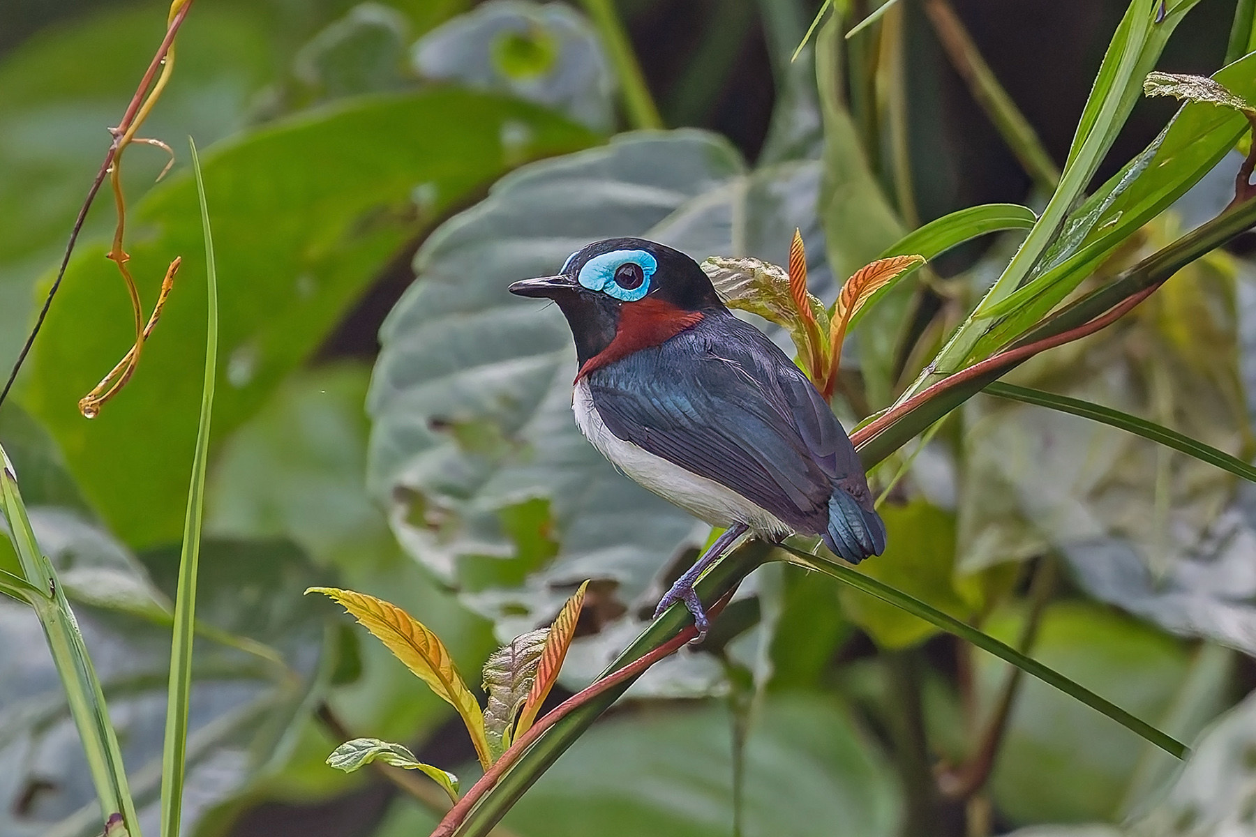Red-cheeked Wattle-eye (image by Pete Morris)