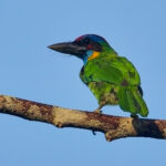 Red-crowned Barbet (image by Andre Ambrose D'Penha)