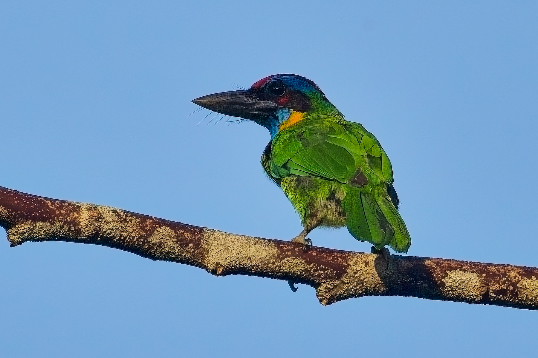 Red-crowned Barbet (image by Andre Ambrose D'Penha)