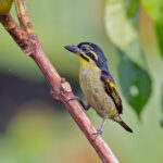 Red-rumped Tinkerbird (image by Pete Morris)