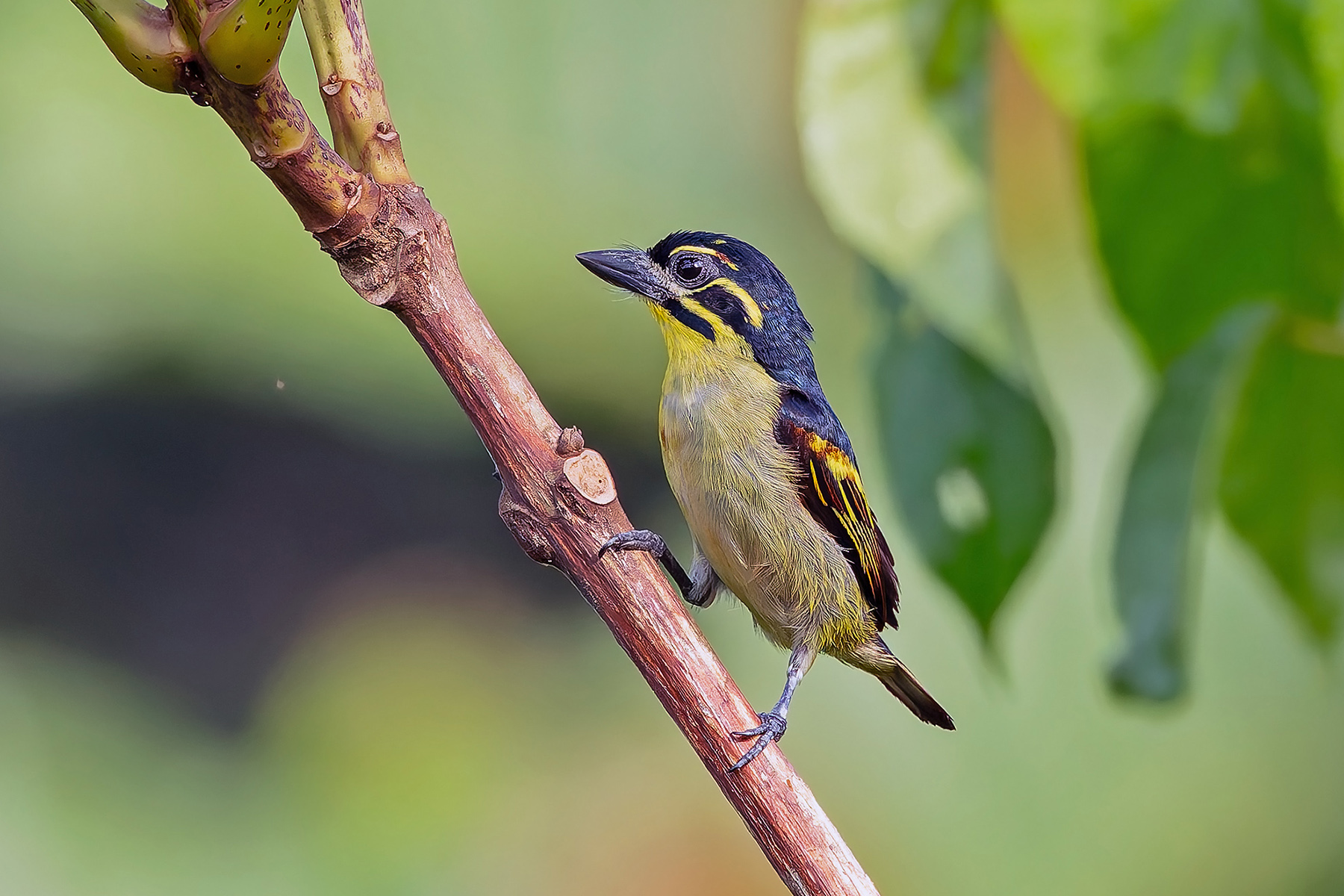 Red-rumped Tinkerbird (image by Pete Morris)
