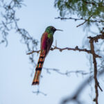 Red-tailed Comet (image by Paul McLelland)