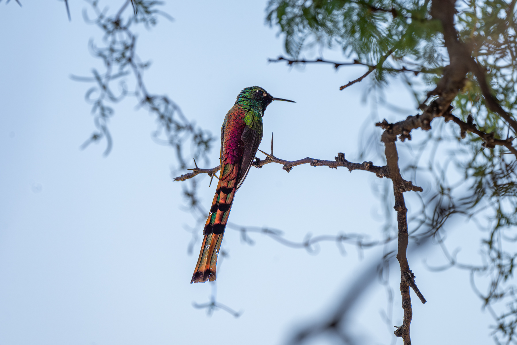 Red-tailed Comet (image by Paul McLelland)