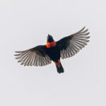 Red-vented Malimbe (image by Pete Morris)