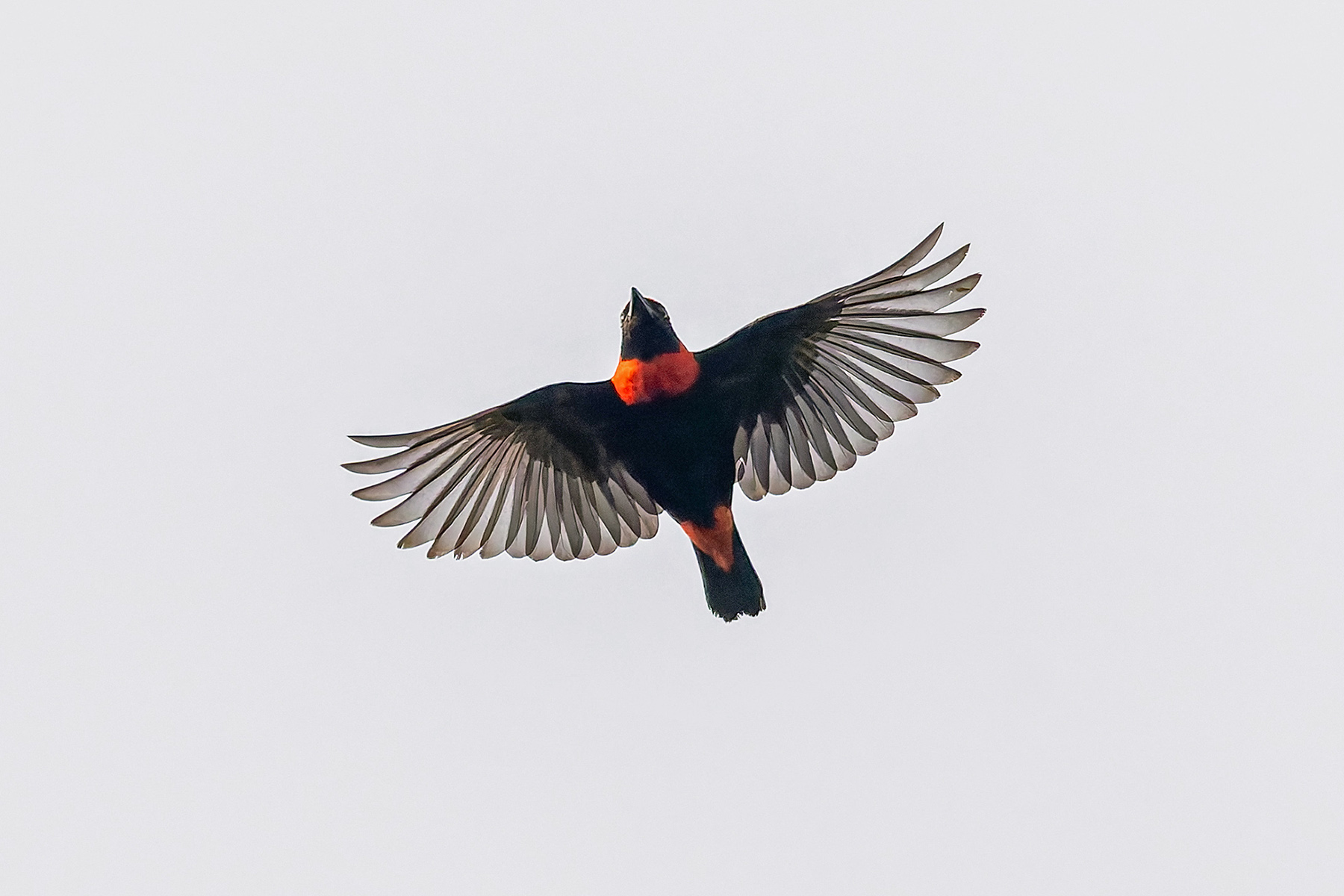 Red-vented Malimbe (image by Pete Morris)