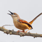 Red-winged Prinia (image by Pete Morris)