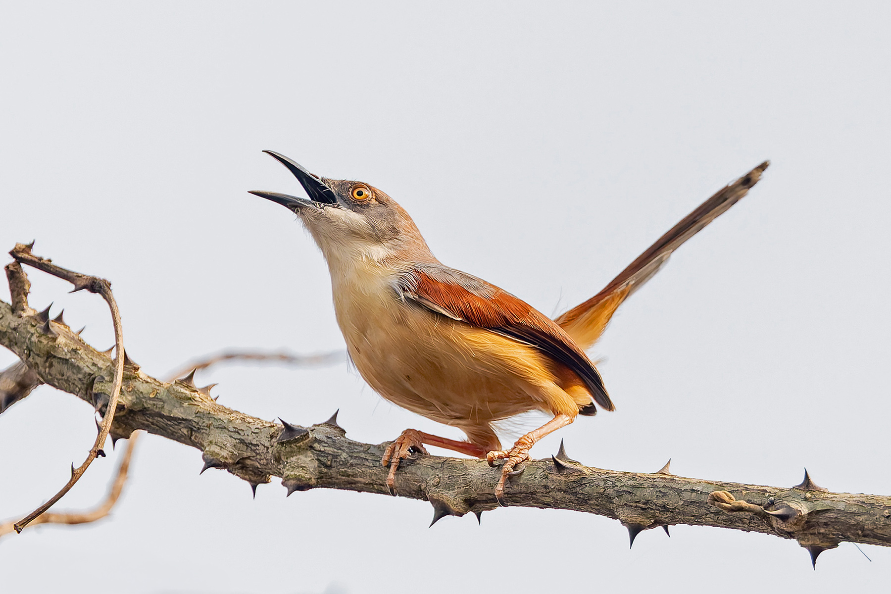 Red-winged Prinia (image by Pete Morris)