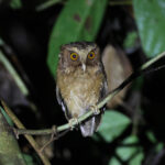 Reddish Scops Owl (image by Andre Ambrose D'Penha)