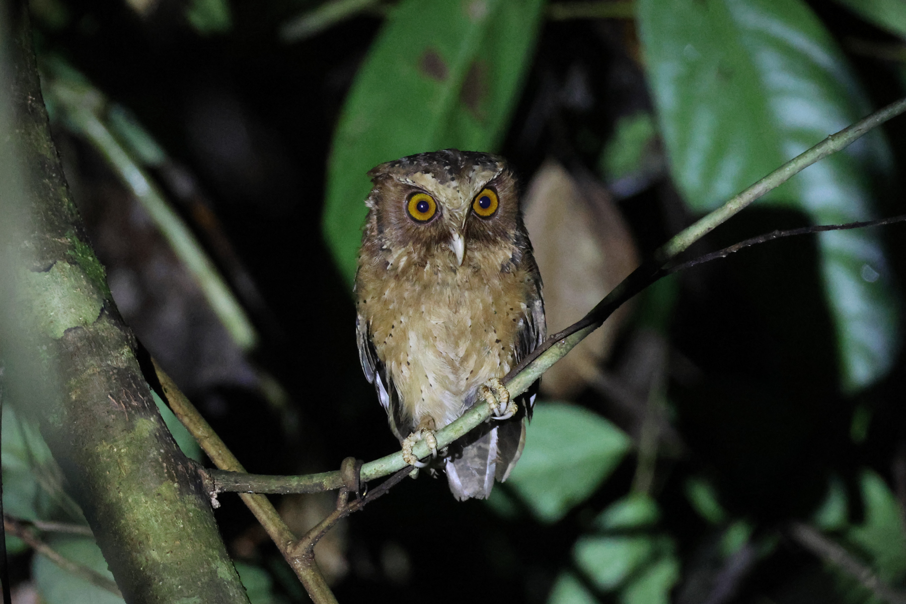 Reddish Scops Owl (image by Andre Ambrose D'Penha)