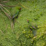 Reischek's Parakeets (image by Nik Borrow)