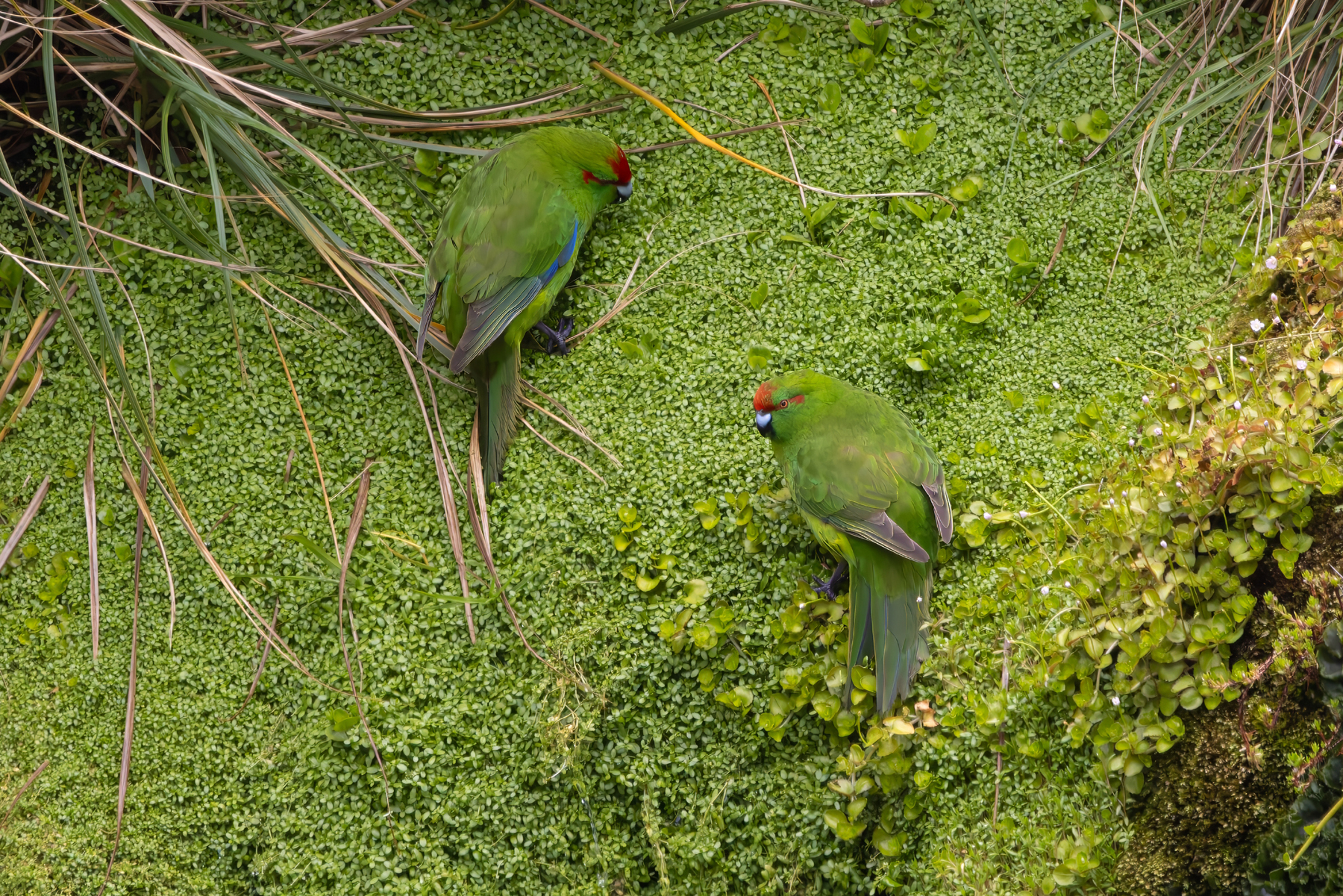 Reischek's Parakeets (image by Nik Borrow)