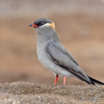 Rock Pratincole (image by Pete Morris)